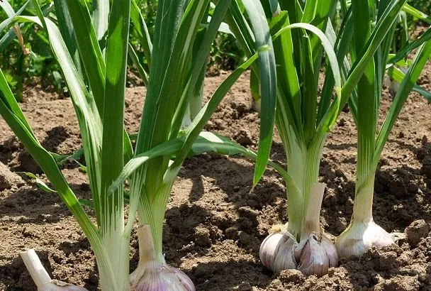 Хотите вырастить чеснок величиной с кулак? Запоминайте эти простые правила