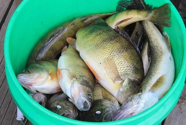 Ловлю окуня на поплавок по Сабанееву, и крупные «горбачи» жадно хватают крючок