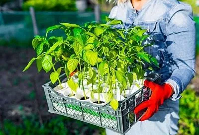 Секреты успешного выращивания перца, если вы учтете все тонкости, то получите богатый урожай