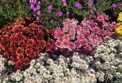 Копеечное средство, которое продлит цветение ваших хризантем и укрепит их так, что за зиму они точно не погибнут, – узнала о нем от бабушки