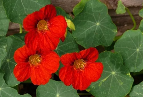 Красивая и вкусная: как использовать цветы, листья и семена настурции в гастрономии