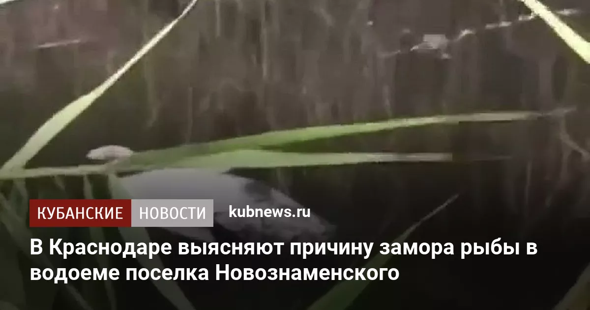 В Краснодаре выясняют причину замора рыбы в водоеме поселка Новознаменского