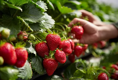 Подкормки клубники весной: три этапа для крепких кустов и хорошего урожая