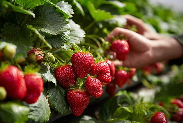 Подкормки клубники весной: три этапа для крепких кустов и хорошего урожая
