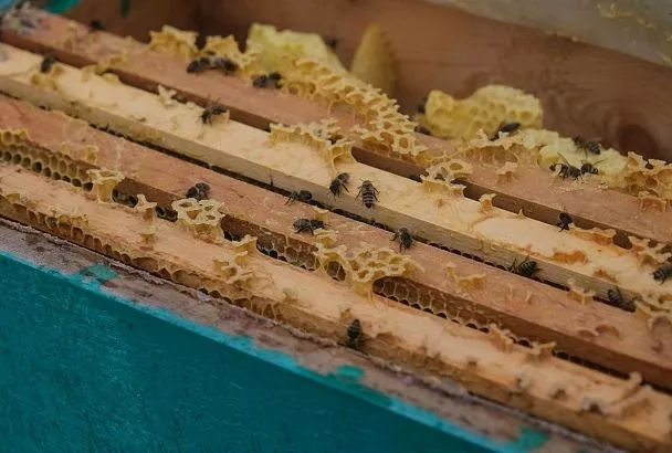 Пять продуктов пчеловодства с самым широким спектром полезных веществ – от пыльцы до прополиса