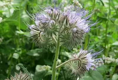 Это скромное растение заменяет целый мешок навоза: вот почему опытные садоводы никогда его не променяют