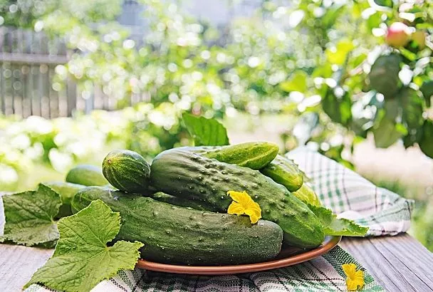 Секрет из Новороссийска: опрыскайте огурцы 2-3 раза этим составом (молоко, йод, зола) и забудьте о мучнистой росе!