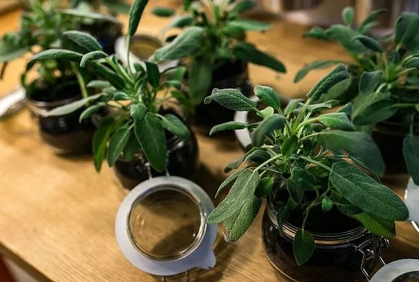 Удобрения-палочки для комнатных растений: мифы и реальность