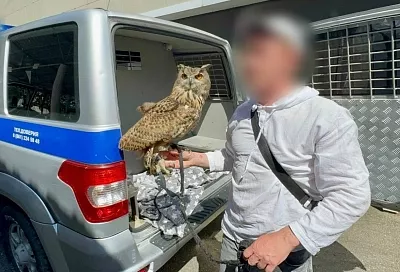 Полицейские изъяли сов у уличного фотографа в Сочи