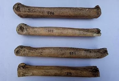 На Кубани обнаружены античные «коньки» из кости лошади