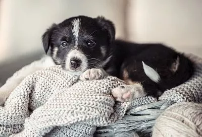 Вы гарантированно выиграете эту «битву», если соблюдете все правила: как вывести блох из дома