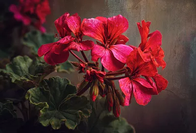 Обрезка и уход за геранью после черенкования