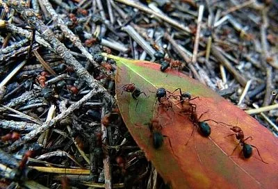 Муравьи поднимут лапки кверху: эти простые запахи прогонят насекомых куда подальше  