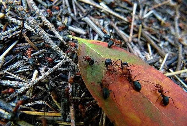 Муравьи поднимут лапки кверху: эти простые запахи прогонят насекомых куда подальше  