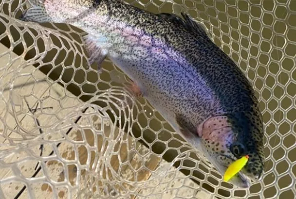 Форель в апреле: на что клюет у береговой бровки? Секреты московских рыбаков