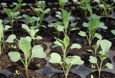 Когда посадить семена на рассаду - «подскажут» Луна и уличный градусник. Правила, которые важно знать каждому дачнику