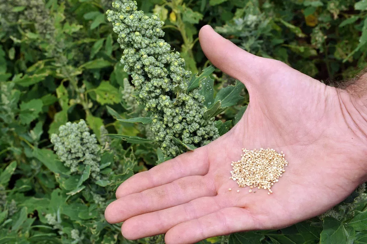 Уникальная производственная линия по переработке семян киноа начала работу с осени 2022 года.