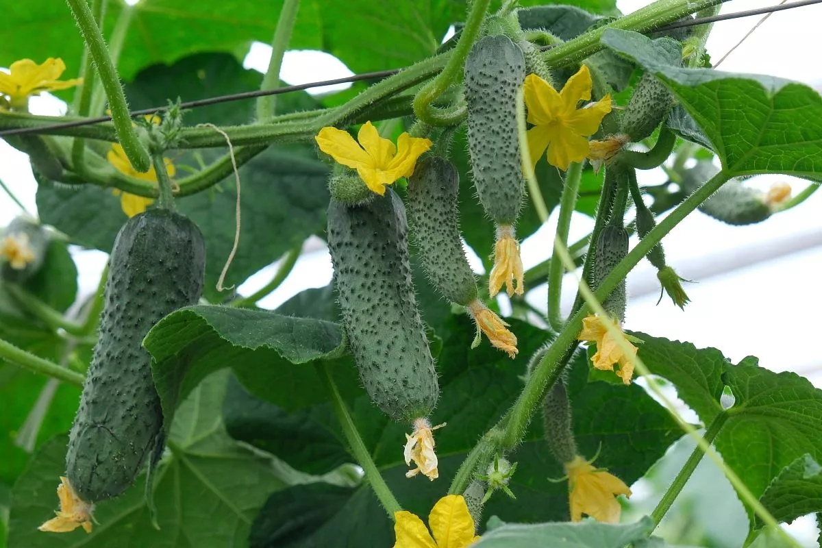 Огуречные кусты в теплицах фермера достигают в высоту до 3 метров.