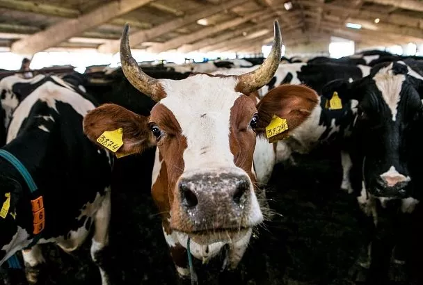 Спрос на скотников, сельхозрабочих и овощеводов вырос на Кубани