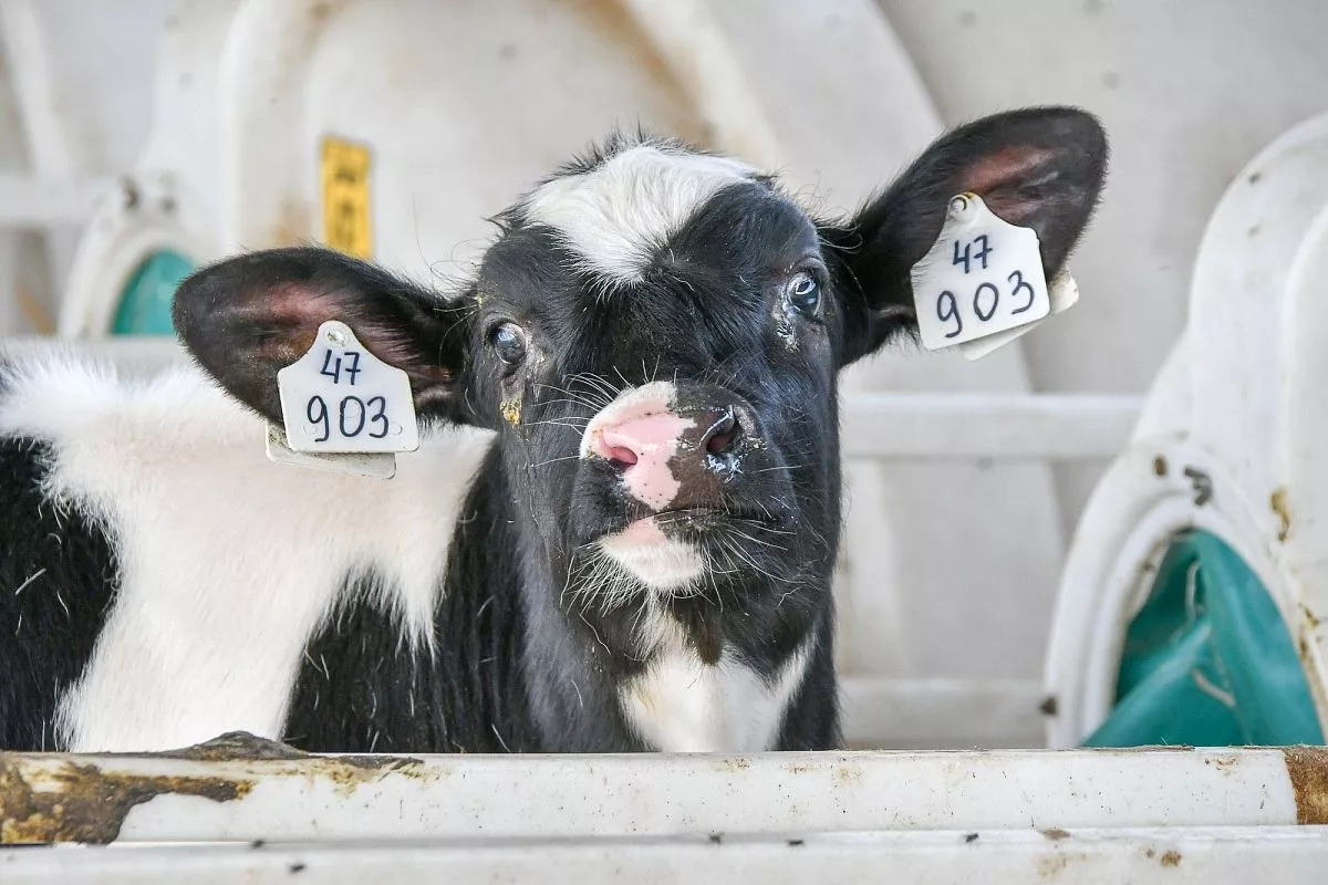 ФГУП "Кореновское"