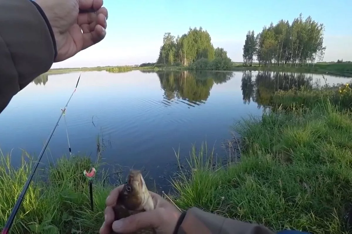 От карася до леща: как на пшенице, хлебе и жмыхе поймать любую рыбу 