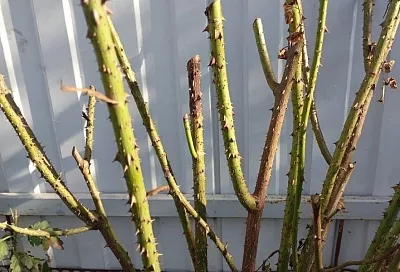 Цветут розы в снег и морозы: что делать, если почки набухли во время зимних оттепелей