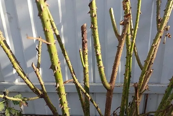 Цветут розы в снег и морозы: что делать, если почки набухли во время зимних оттепелей