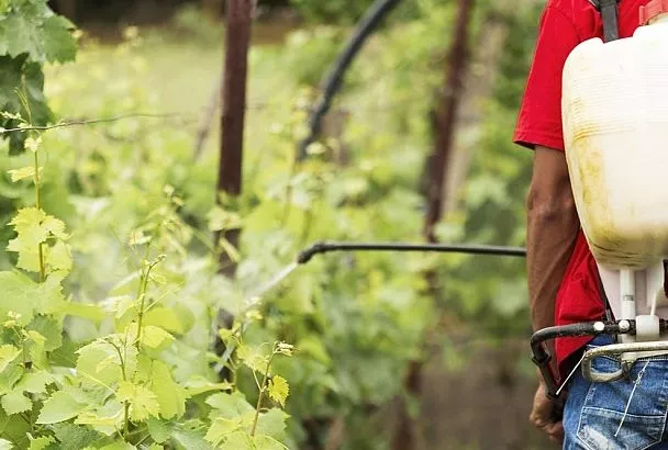 Листья желтеют у яблонь и ягод? От хлороза экстренно вносим хелат железа до 20 июля 