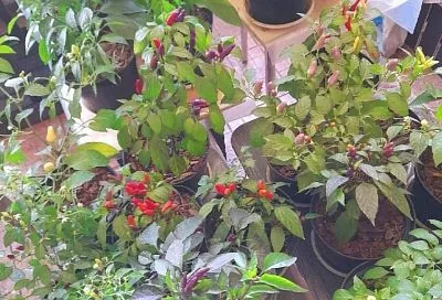 Если перец переехал в дом: как подкармливать до весны, чтобы листья не сбросил и радовал ярким цветом