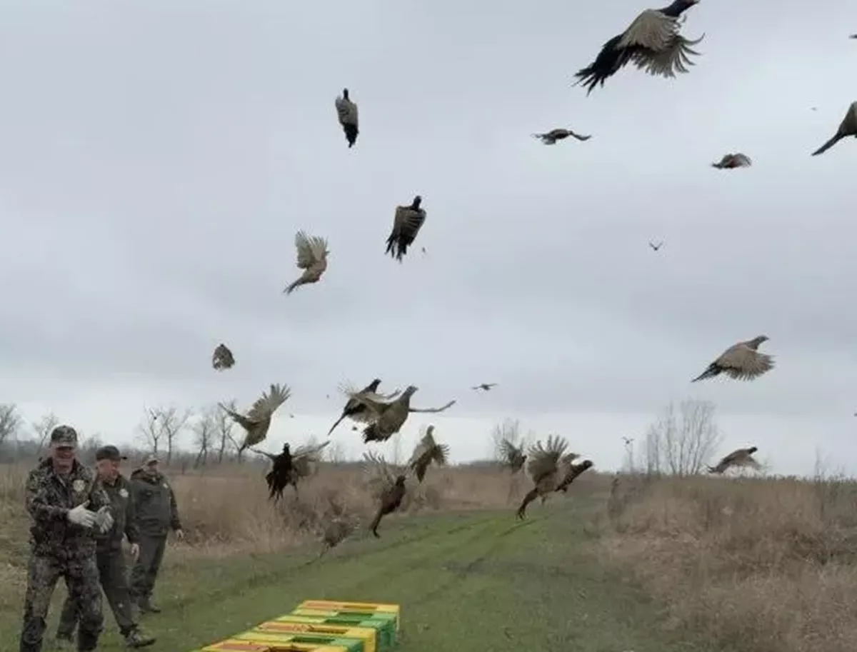Около 200 фазанов выпустили в естественную среду обитания в Тимашевском районе