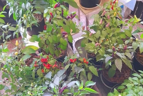 Если перец переехал в дом: как подкармливать до весны, чтобы листья не сбросил и радовал ярким цветом