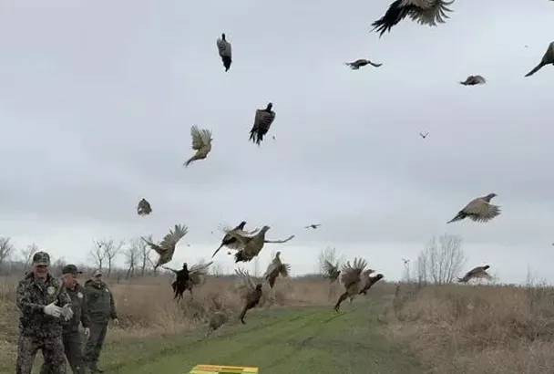 Около 200 фазанов выпустили в естественную среду обитания в Тимашевском районе
