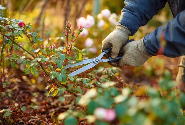 Розы зацветут как никогда: секреты осенней обрезки для пышного лета
