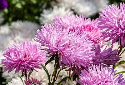 Астры взойдут за 5 дней: правила посева в 2026 году — без «чёрной ножки» и пустых контейнеров