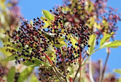 Бузина в саду: природный страж от болезней и вредителей