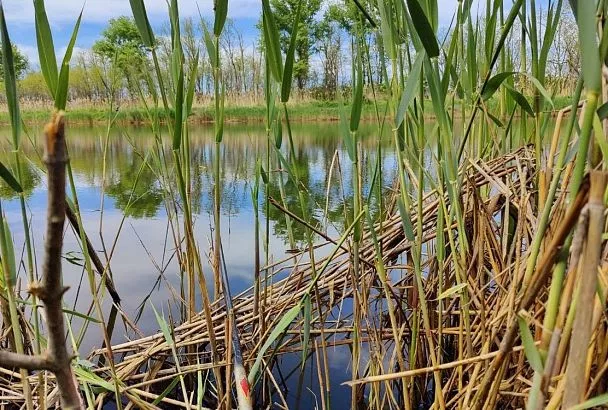 Беру на рыбалку грабли — и крупный карась клюет у самого берега: Секрет с песком от Сабанеева
