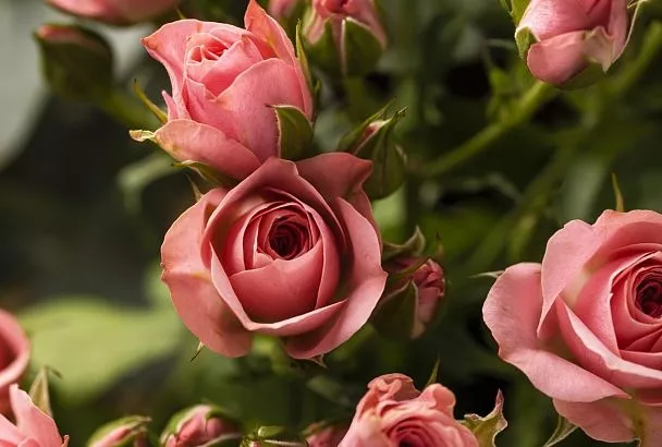 Причина пышных бутонов и активного роста роз может быть самая обычная почва