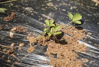 Накрыл им землю – и сижу балдею, пока всё растет: как спанбонд упрощает выращивание рассады и избавляет от сорняков