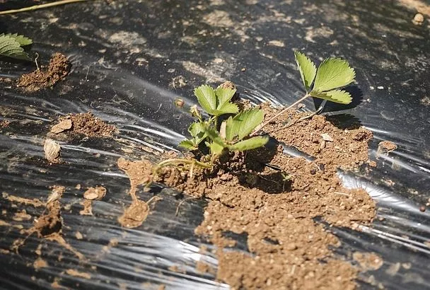 Накрыл им землю – и сижу балдею, пока всё растет: как спанбонд упрощает выращивание рассады и избавляет от сорняков