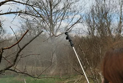 Защита от возвратных заморозков: обработка железным купоросом тормозит вегетацию без потерь для урожая