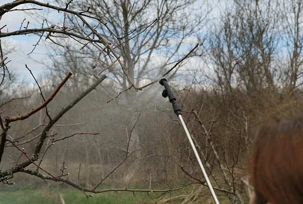 Защита от возвратных заморозков: обработка железным купоросом тормозит вегетацию без потерь для урожая