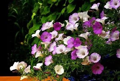 Выращивание петуний из семян: экономия и удовольствие