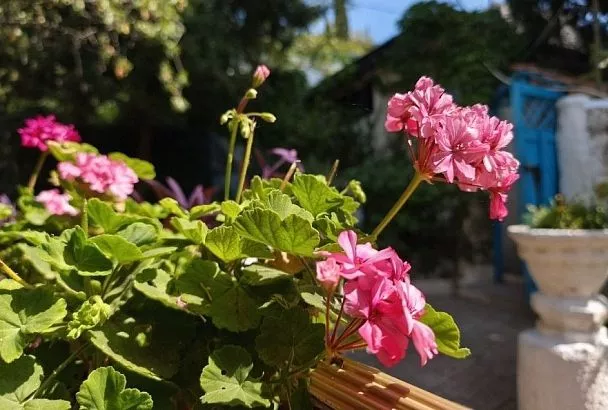 Зеленое воинство: эти привычные для нас растения помогут быстро расправиться с вредителями и болезнями