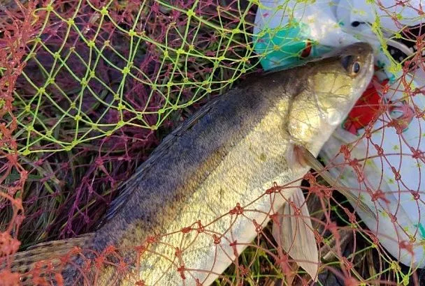 Как я ловлю судака в декабре на фидер: клюет, даже когда другие снасти молчат