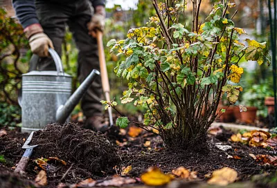 Осенний уход за смородиной: секреты обрезки и подкормки