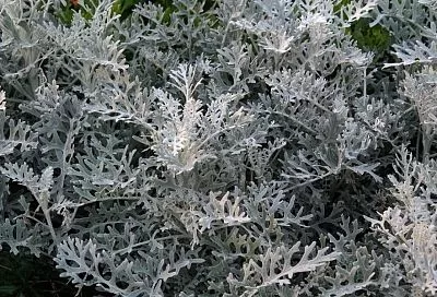 Полынь горькая: надежная защита, но с нюансами