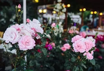 Неуживчивая роза: растения, которые мешают блистать королеве цветов