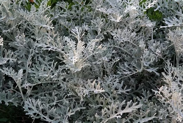 Полынь горькая: надежная защита, но с нюансами