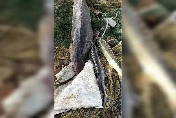 Члены рыболовецкой бригады получили сроки за вылов осетра и белуги в Краснодарском крае