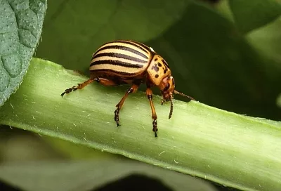 Неожиданно, но очень эффективно: 3 способа избавиться от колорадского жука без химии